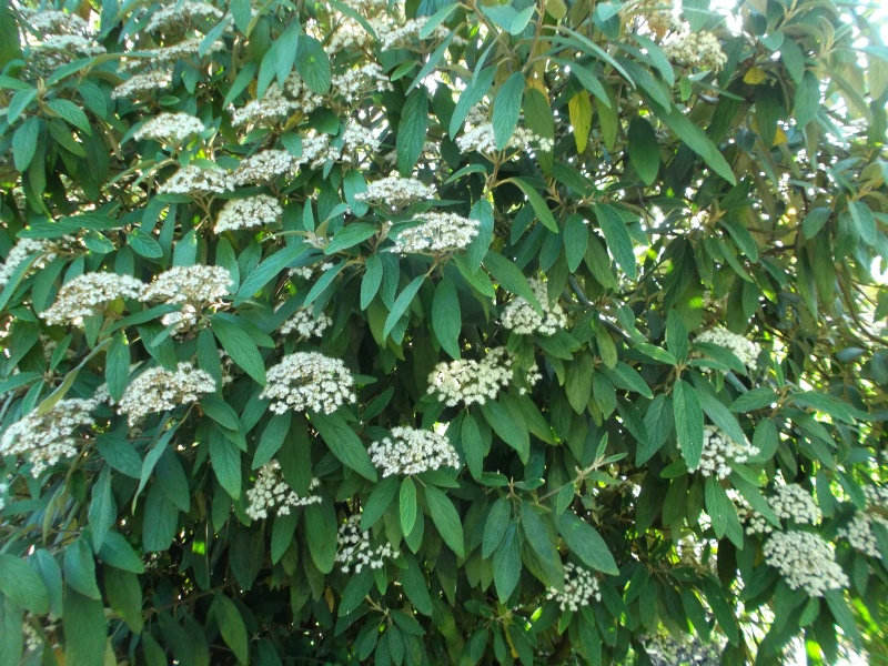 VIBURNUM RHYTIDOPHYLLUM
